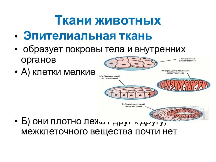 Ткани животных Эпителиальная ткань образует покровы тела и внутренних органов А) клетки