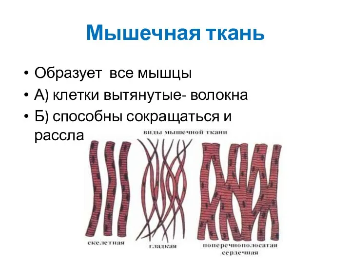 Мышечная ткань Образует все мышцы А) клетки вытянутые- волокна Б) способны сокращаться и расслабляться