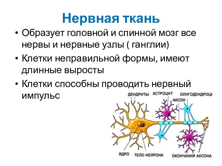 Нервная ткань Образует головной и спинной мозг все нервы и нервные узлы
