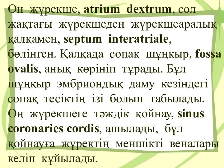 Оң жүрекше, atrium dextrum, сол жақтағы жүрекшеден жүрекшеаралық қалқамен, septum interatriale, бөлiнген.