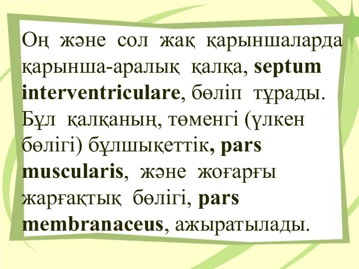 Оң және сол жақ қарыншаларда қарынша-аралық қалқа, septum interventriculare, бөлiп тұрады. Бұл