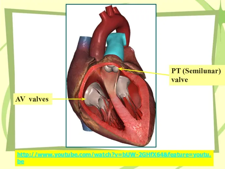 http://www.youtube.com/watch?v=bUW-2GHfX64&feature=youtu.be AV valves PT (Semilunar) valve