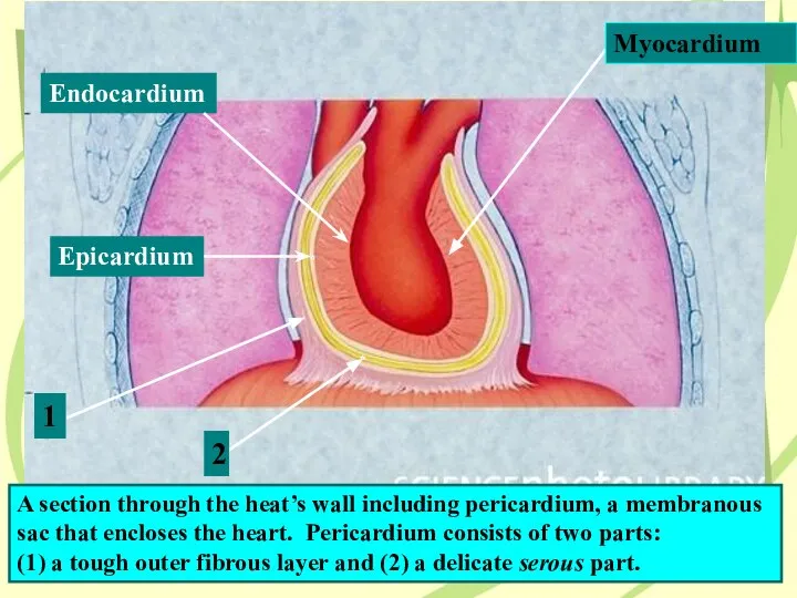 A section through the heat’s wall including pericardium, a membranous sac that