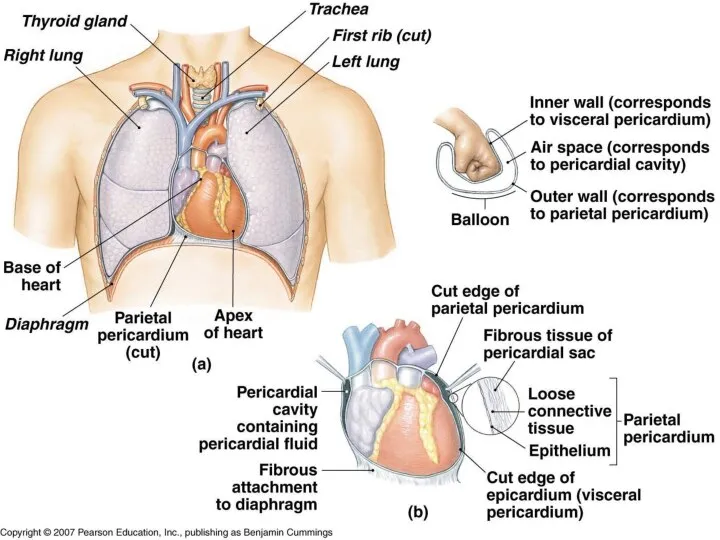 The Anatomy of the Heart Figure 12-2 The Location of the Heart in the Thoracic Cavity