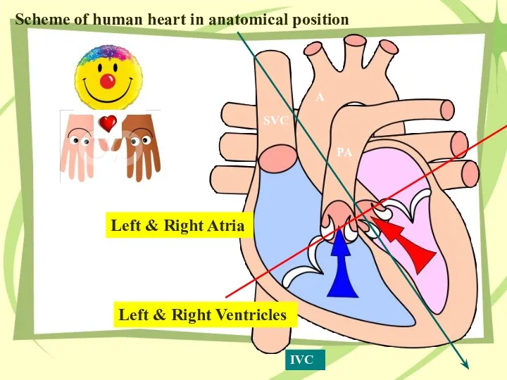 Scheme of human heart in anatomical position Left & Right Atria Left