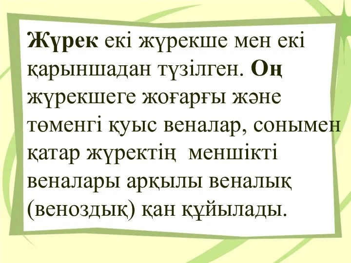 Жүрек екi жүрекше мен екi қарыншадан түзiлген. Оң жүрекшеге жоғарғы және төменгi