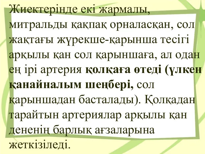 Жиектерiнде екi жармалы, митральды қақпақ орналасқан, сол жақтағы жүрекше-қарынша тесiгi арқылы қан