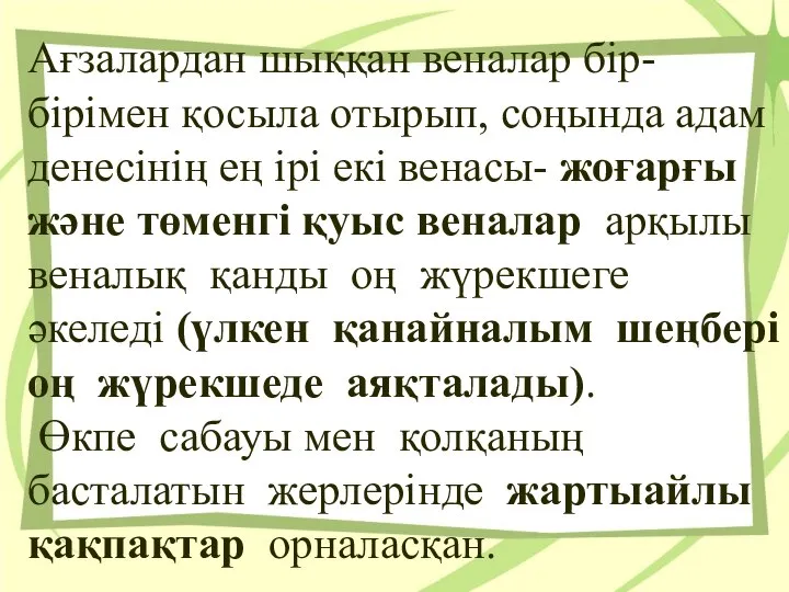 Ағзалардан шыққан веналар бiр-бiрiмен қосыла отырып, соңында адам денесiнiң ең iрi екi