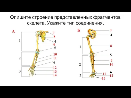 Опишите строение представленных фрагментов скелета. Укажите тип соединения.