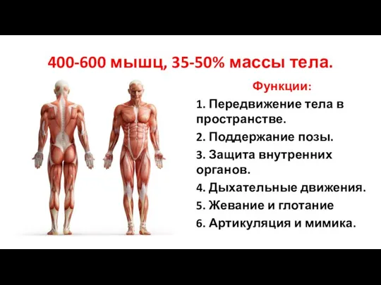 400-600 мышц, 35-50% массы тела. Функции: 1. Передвижение тела в пространстве. 2.