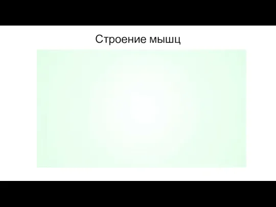 Строение мышц