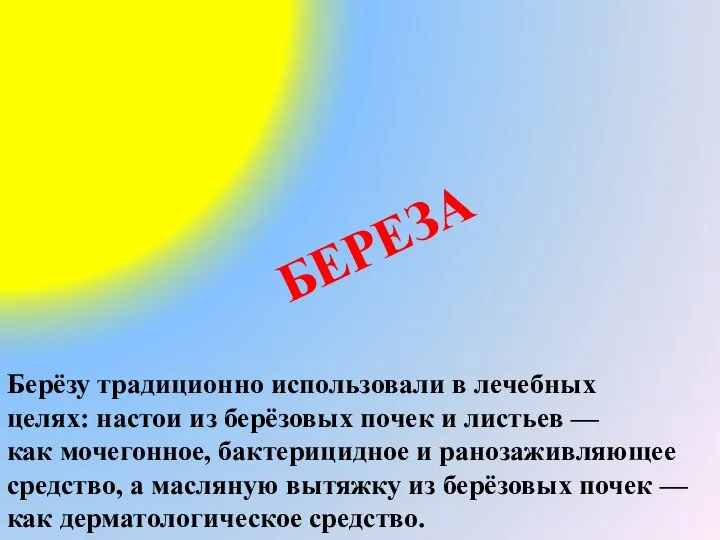 БЕРЕЗА Берёзу традиционно использовали в лечебных целях: настои из берёзовых почек и