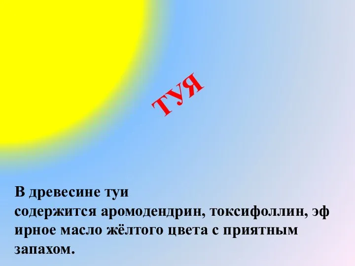 ТУЯ В древесине туи содержится аромодендрин, токсифоллин, эфирное масло жёлтого цвета с приятным запахом.