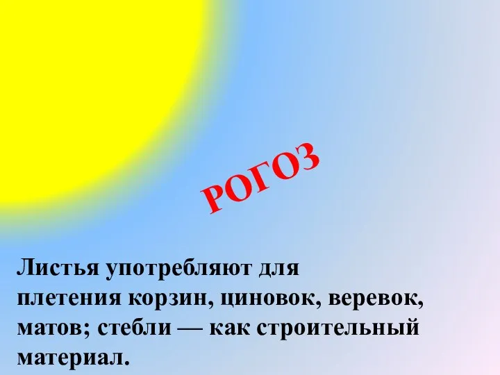 РОГОЗ Листья употребляют для плетения корзин, циновок, веревок, матов; стебли — как строительный материал.