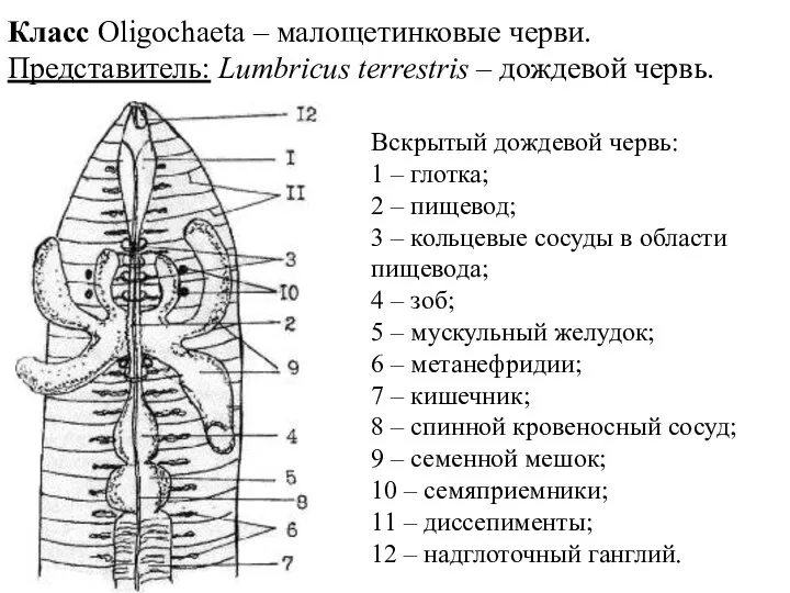 Класс Oligochaeta – малощетинковые черви. Представитель: Lumbricus terrestris – дождевой червь. Вскрытый
