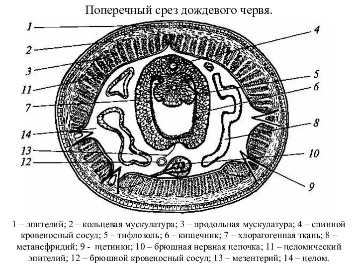 Поперечный срез дождевого червя. 1 – эпителий; 2 – кольцевая мускулатура; 3