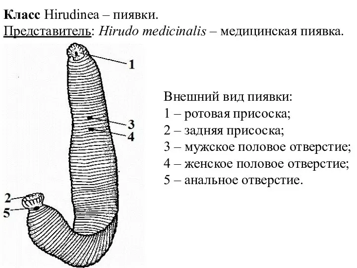 Класс Hirudinea – пиявки. Представитель: Hirudo medicinalis – медицинская пиявка. Внешний вид