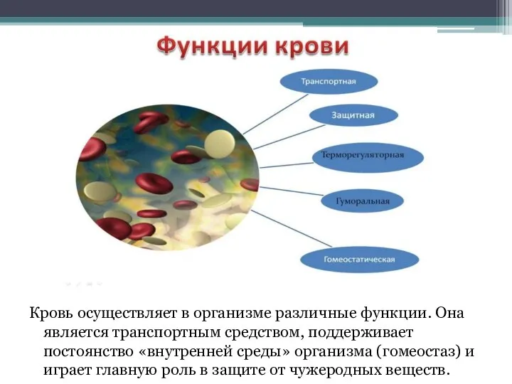 Кровь осуществляет в организме различные функции. Она является транспортным средством, поддерживает постоянство