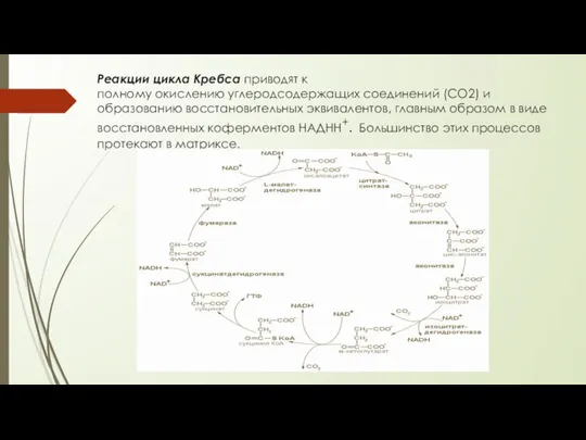 Реакции цикла Кребса приводят к полному окислению углеродсодержащих соединений (СО2) и образованию