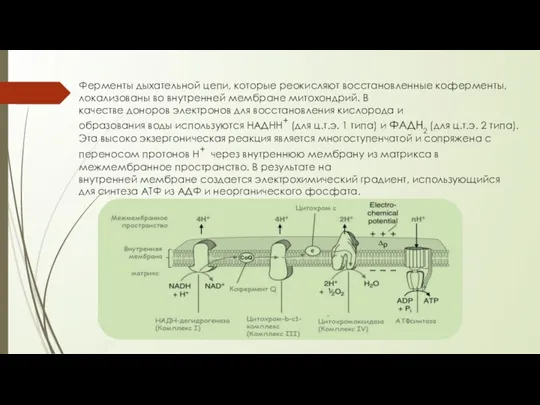 Ферменты дыхательной цепи, которые реокисляют восстановленные коферменты, локализованы во внутренней мембране митохондрий.