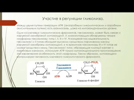 Участие в регуляции гликолиза. Между двумя путями генерации АТФ (анаэробным гликолитическим и