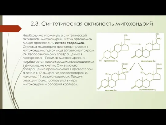 2.3. Синтетическая активность митохондрий Необходимо упомянуть о синтетической активности митохондрий. В этих