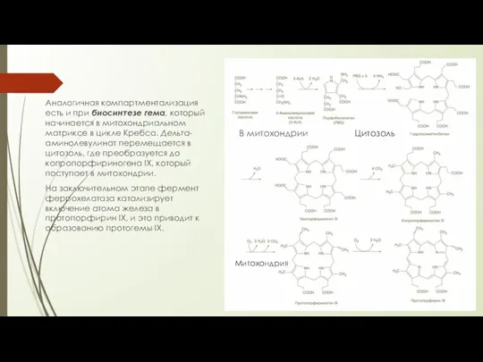 Аналогичная компартментализация есть и при биосинтезе гема, который начинается в митохондриальном матриксе