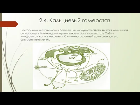 2.4. Кальциевый гомеостаз Центральным механизмом в реализации иммунного ответа является кальциевая сигнализация.