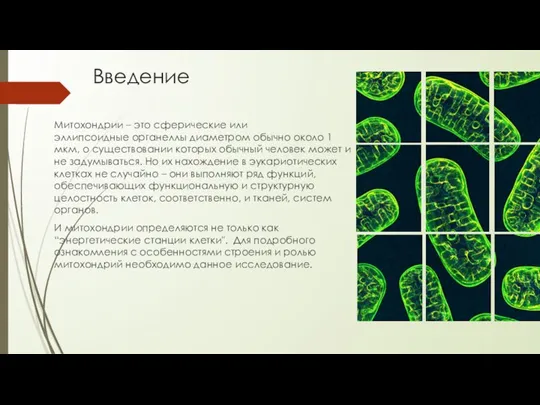 Введение Митохондрии – это сферические или эллипсоидные органеллы диаметром обычно около 1