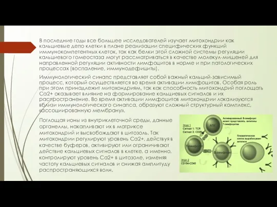 В последние годы все большее исследователей изучает митохондрии как кальциевые депо клетки