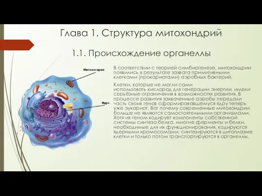 Глава 1. Структура митохондрий 1.1. Происхождение органеллы В соответствии с теорией симбиогенеза,