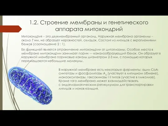 1.2. Строение мембраны и генетического аппарата митохондрий Митохондрия – это двухмембранный органоид.
