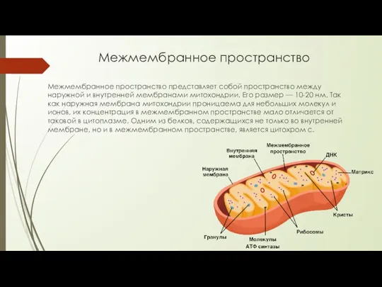 Межмембранное пространство Межмембранное пространство представляет собой пространство между наружной и внутренней мембранами