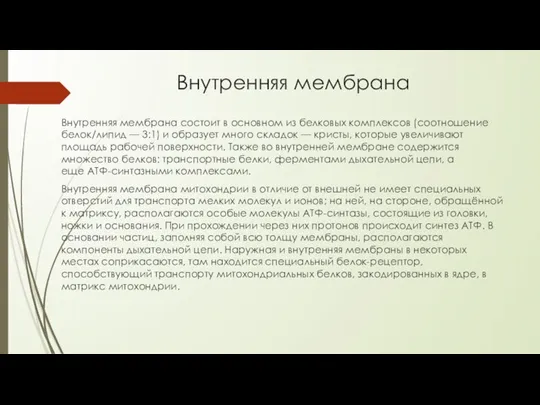 Внутренняя мембрана Внутренняя мембрана состоит в основном из белковых комплексов (соотношение белок/липид