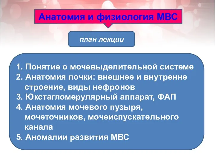 Анатомия и физиология МВС план лекции 1. Понятие о мочевыделительной системе 2.