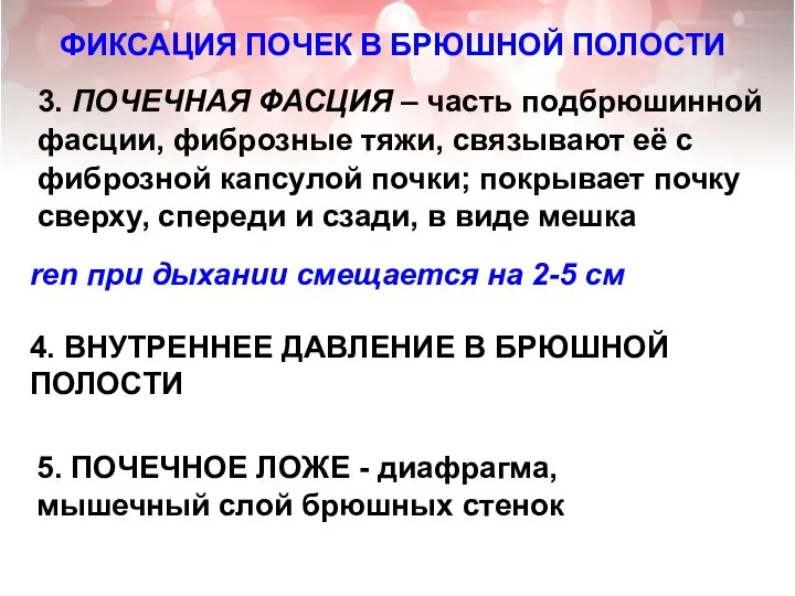 ФИКСАЦИЯ ПОЧЕК В БРЮШНОЙ ПОЛОСТИ 3. ПОЧЕЧНАЯ ФАСЦИЯ – часть подбрюшинной фасции,