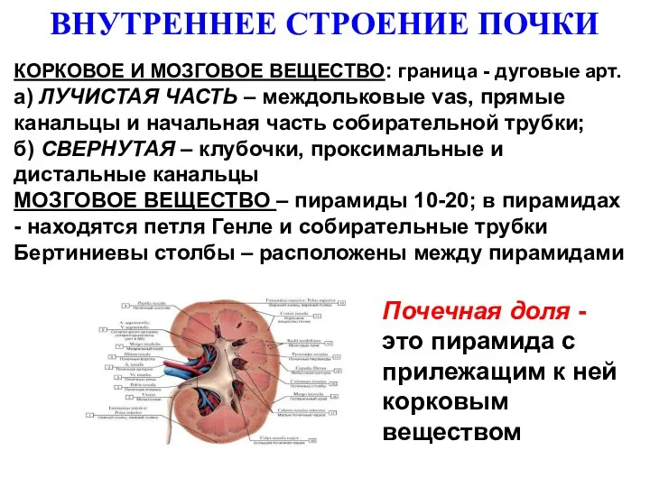 ВНУТРЕННЕЕ СТРОЕНИЕ ПОЧКИ КОРКОВОЕ И МОЗГОВОЕ ВЕЩЕСТВО: граница - дуговые арт. а)