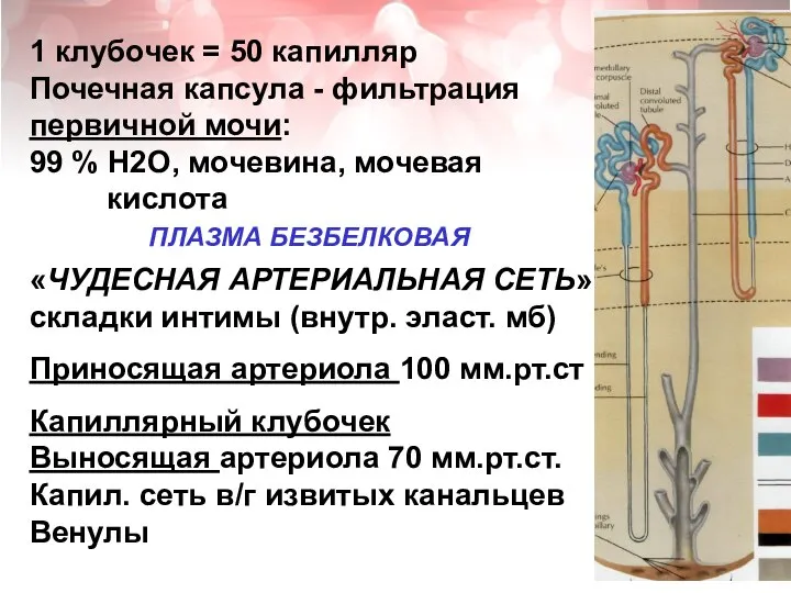 1 клубочек = 50 капилляр Почечная капсула - фильтрация первичной мочи: 99