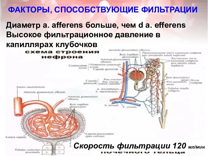 ФАКТОРЫ, СПОСОБСТВУЮЩИЕ ФИЛЬТРАЦИИ Диаметр a. afferens больше, чем d a. efferens Высокое