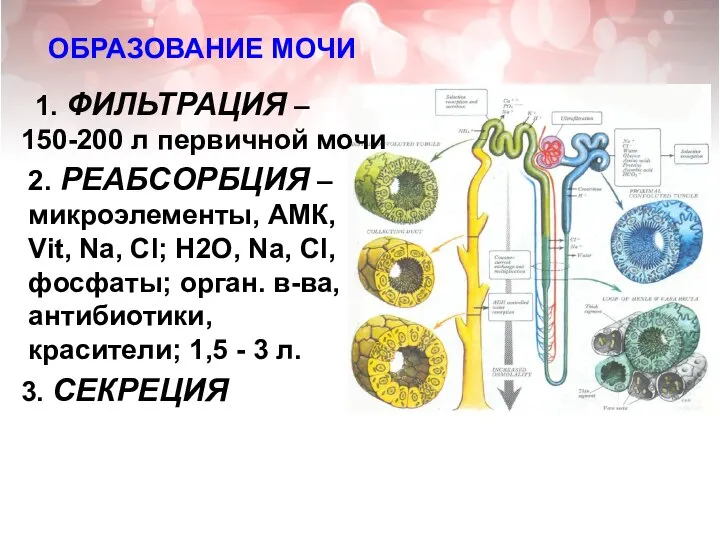 ОБРАЗОВАНИЕ МОЧИ 1. ФИЛЬТРАЦИЯ – 150-200 л первичной мочи 2. РЕАБСОРБЦИЯ –