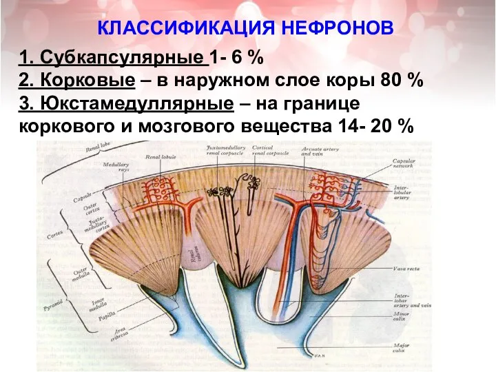 КЛАССИФИКАЦИЯ НЕФРОНОВ 1. Субкапсулярные 1- 6 % 2. Корковые – в наружном