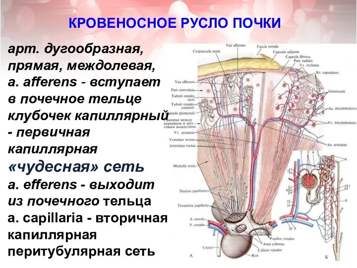 КРОВЕНОСНОЕ РУСЛО ПОЧКИ арт. дугообразная, прямая, междолевая, a. afferens - вступает в