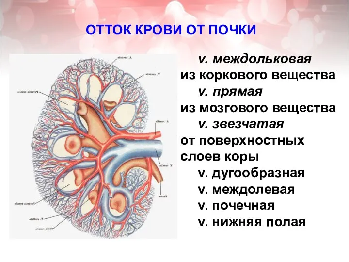 v. междольковая из коркового вещества v. прямая из мозгового вещества v. звезчатая