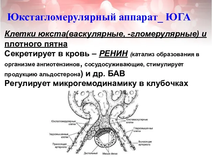 Юкстагломерулярный аппарат_ ЮГА Клетки юкста(васкулярные, -гломерулярные) и плотного пятна Секретирует в кровь