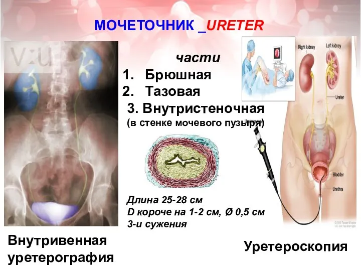 МОЧЕТОЧНИК _URETER части Брюшная Тазовая 3. Внутристеночная (в стенке мочевого пузыря) Внутривенная