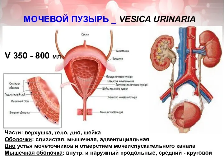 МОЧЕВОЙ ПУЗЫРЬ _ VESICA URINARIA Части: верхушка, тело, дно, шейка Оболочки: слизистая,