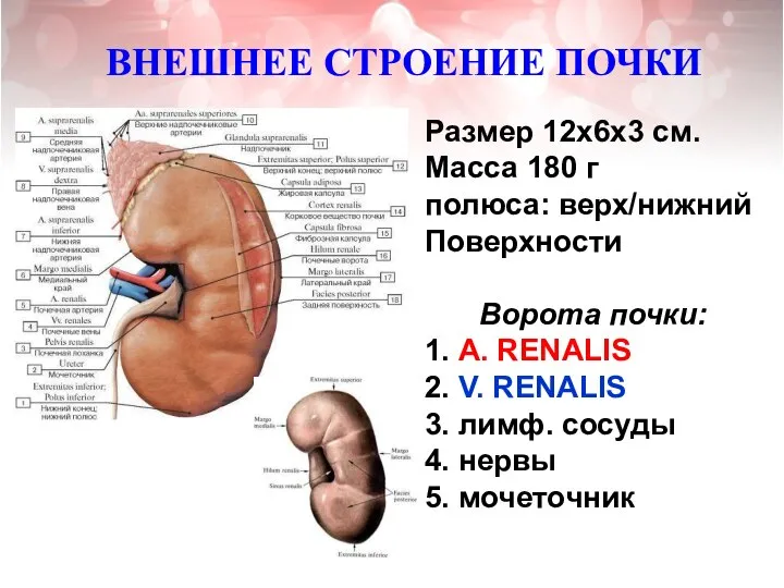 ВНЕШНЕЕ СТРОЕНИЕ ПОЧКИ Размер 12х6х3 см. Масса 180 г полюса: верх/нижний Поверхности