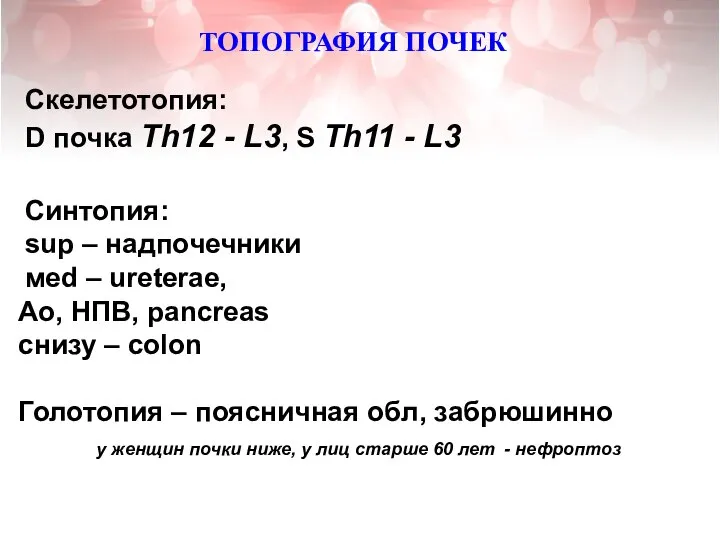 ТОПОГРАФИЯ ПОЧЕК Скелетотопия: D почка Th12 - L3, S Th11 - L3