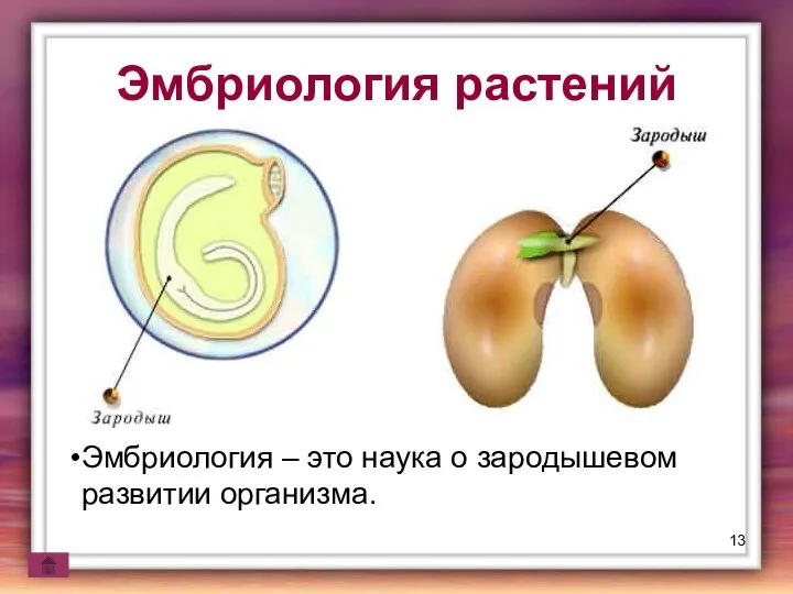 Эмбриология растений Эмбриология – это наука о зародышевом развитии организма.