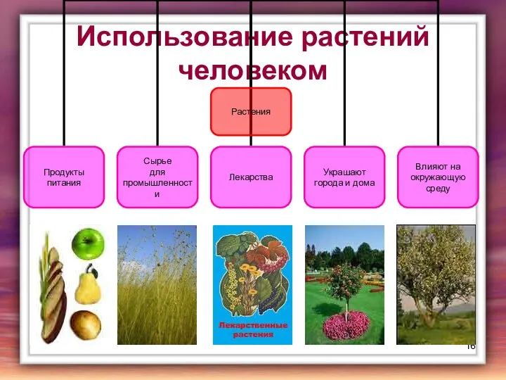 Использование растений человеком